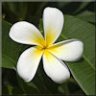 Plumeria