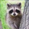 Racoon