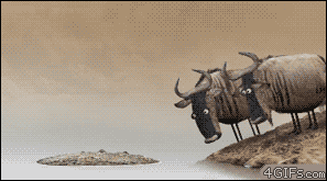 733751a5caca98a39.gif