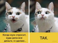 ImageUploadedByTapatalk1458137005.752880.jpg