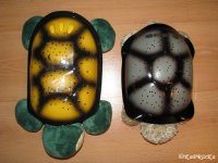 черепаха 1.jpg