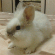 Заяца