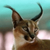 mishutka