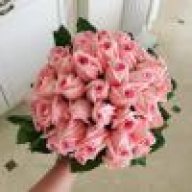 Птица-Синица