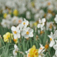 A.Galina