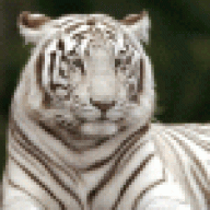 Тигра в белой
