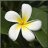 Plumeria