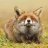 Foxylove