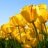Elen_66