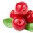 Cranberry