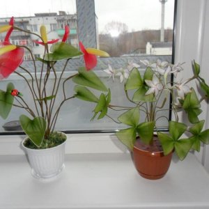 Аетуриум и Кислица трёхлистная