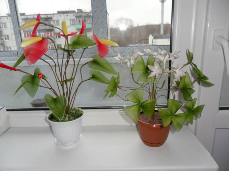 Аетуриум и Кислица трёхлистная