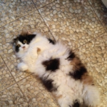 ольганикитина